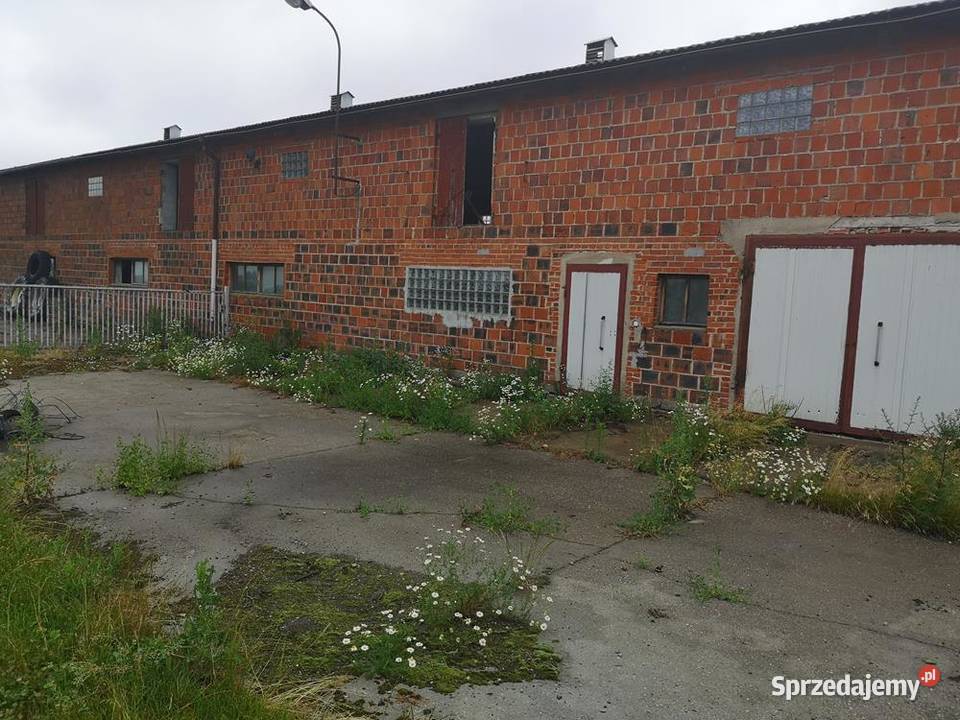 Magazyn Chlewnia 800 m Do Wynajęcia Okazja Wynajem Swarzędz