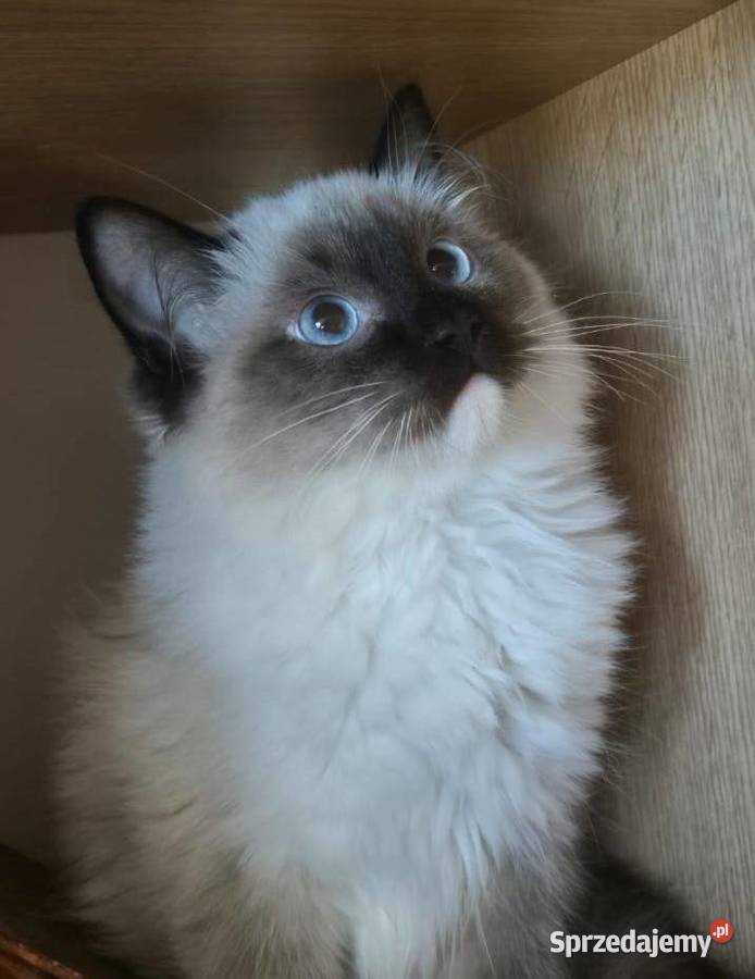 Ragdoll wystawowohodowlany podkarpackie
