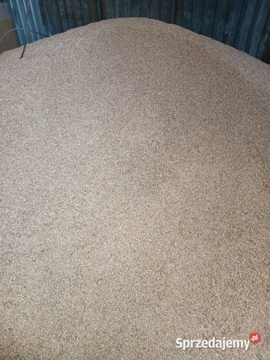 Owies 4 tony 65 100 Pszenżyto jare 9 ton Hornowo