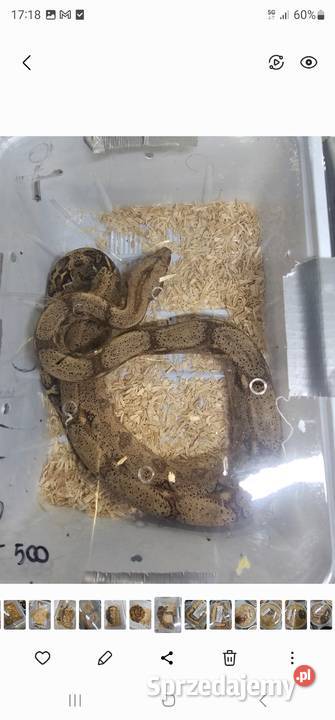 Boa imperator mlode samiec samica Koszalin