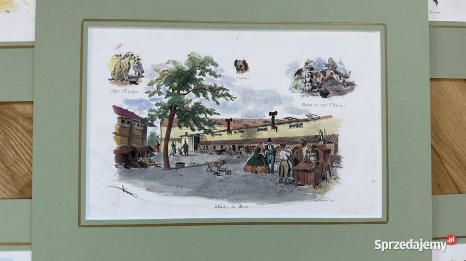 Oryginalne Litografie 1860 r Albert Adam Ręcznie Malarstwo Warszawa