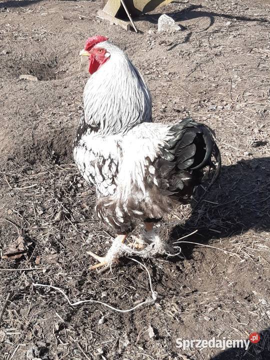 Kogut waydotta i rossa 2025 Niewiesz