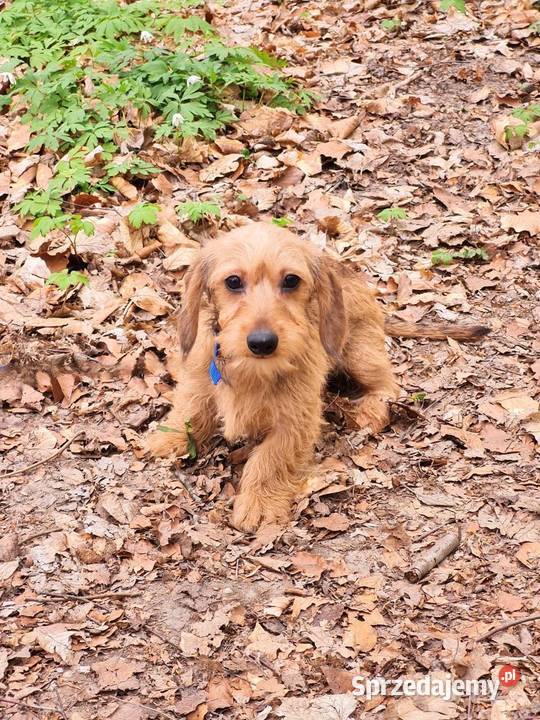 Jamnik szorstkowłosy króliczy Klonowo Dolne