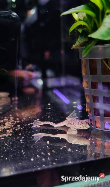 Karlik szponiasty Żaby akwariowe Zwierzęta Rybnik