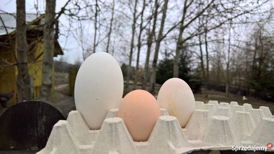Jaja lęgowe gęsi garbonosej Drób i ptactwo