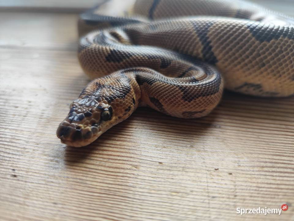Pyton Królewski samiec Clown poss Gravel Gady i płazy mazowieckie Pruszków sprzedam