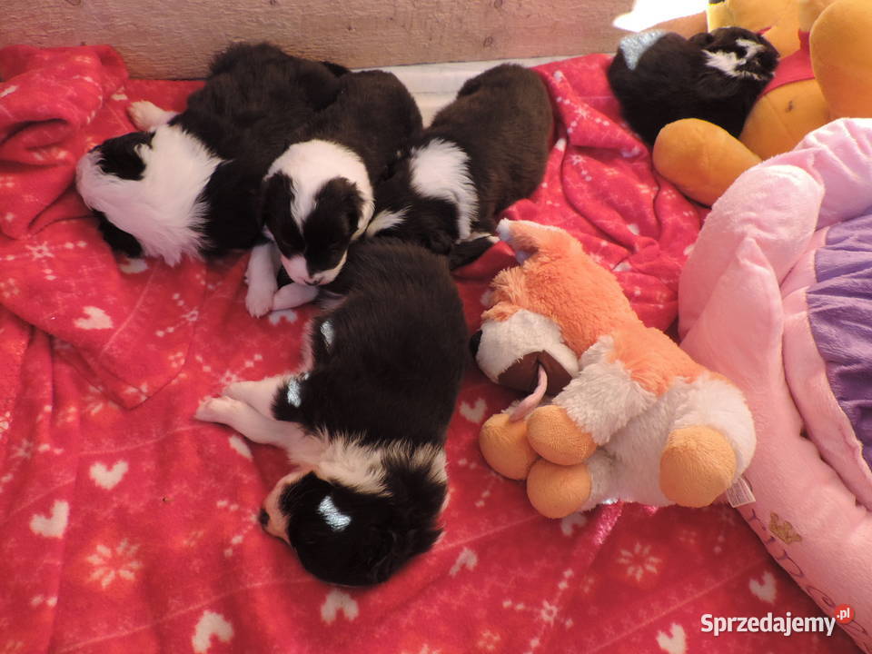 Border collie piękne mądre pieski i suczki Kołobrzeg