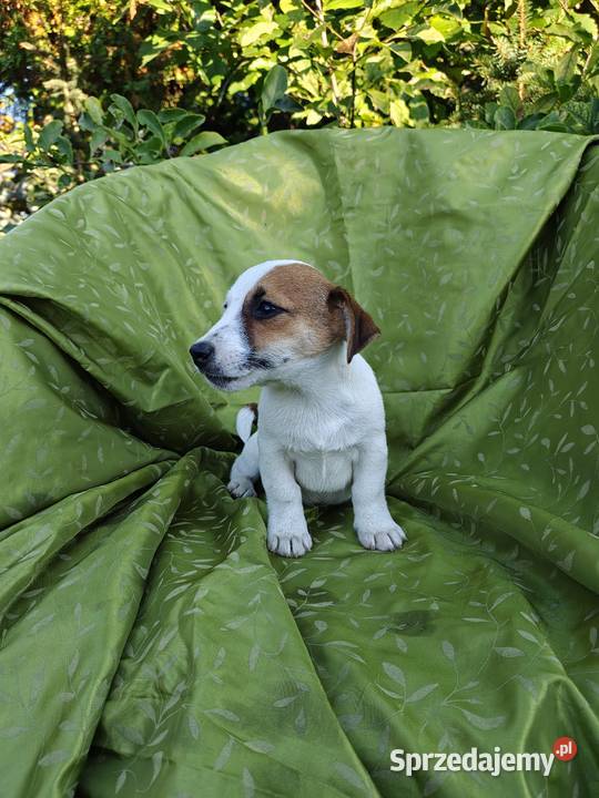 Wzorcowy Jack Russell terrier Doskonała budowa Krapkowice