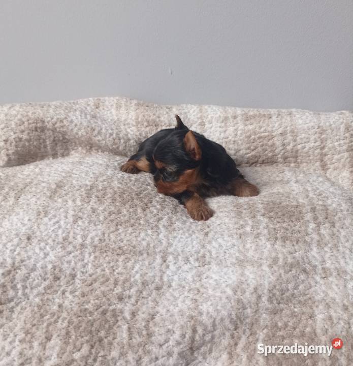 Yorkshire terrier Śliczna mini suczka Nowe Miasteczko