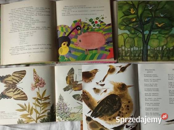 Ja kurczątkoty kurczątko Czirik i jego sąsiedzi łódzkie Łódź
