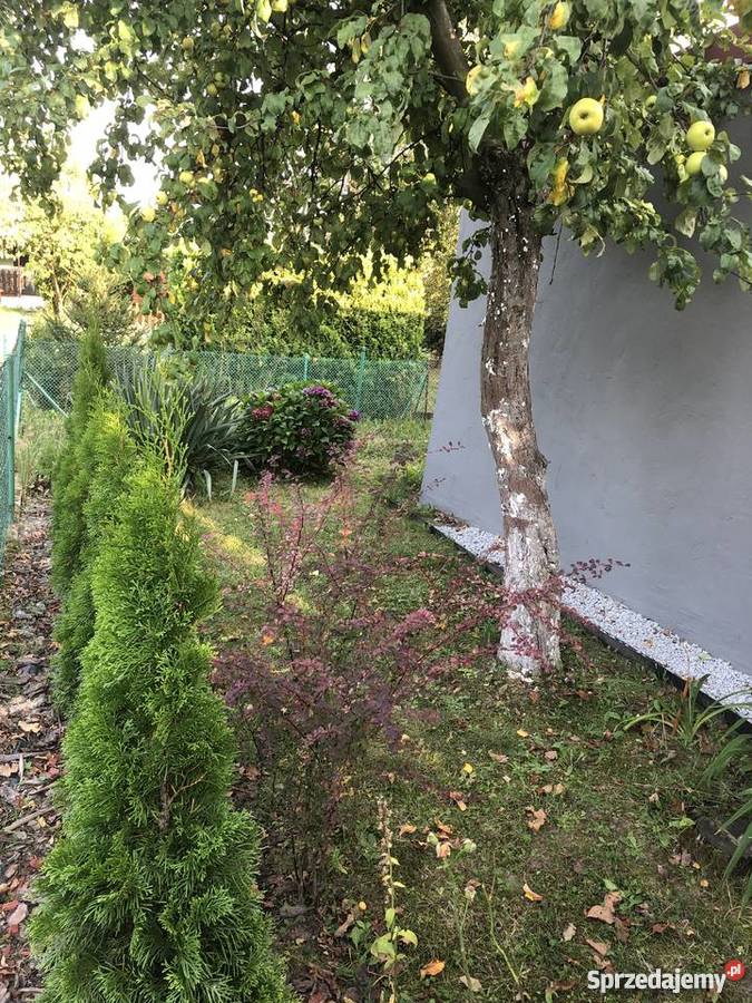 Ogródek działkowy Żory śląskie