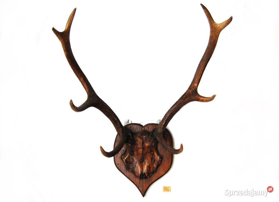 Przedwojenne poroże jelenia szlachetnego trofeum brązowy Lublin