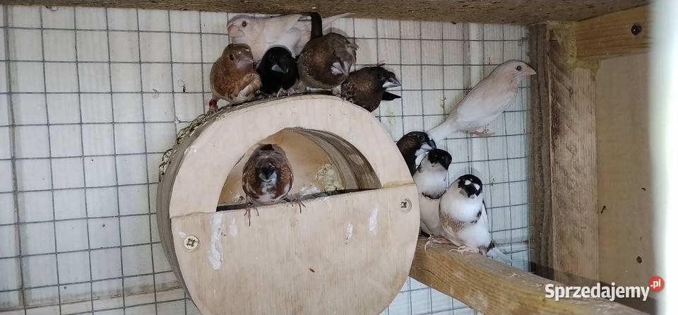 Mewki japońskie 2025 śląskie Pruchna