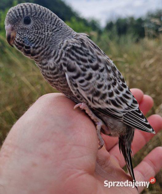 papużka falista blackface Wrocław