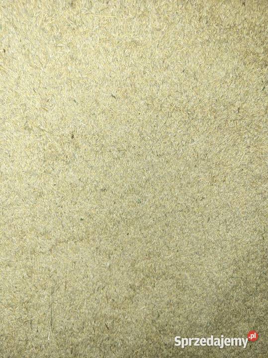 Owies Bingo zbiór 2025 łódzkie