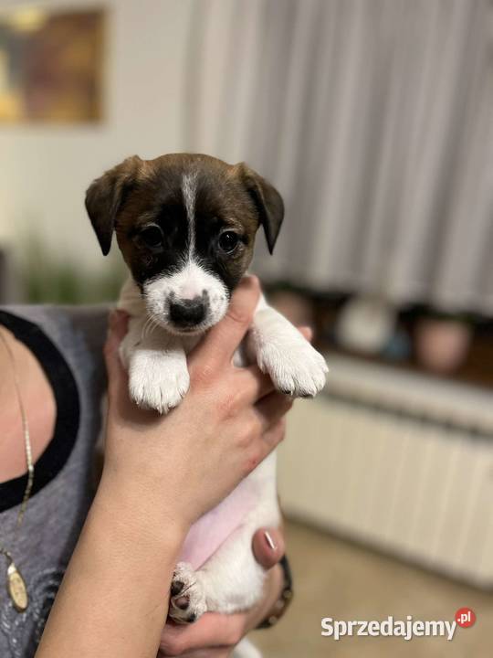 Jack Russell terrier FCI Piesek Czernina