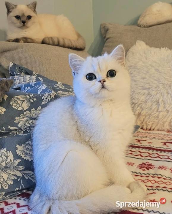 srebrne pointy kocięta brytyjskie Zielona Góra