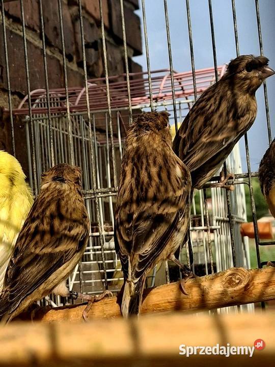 Kanarki portugalskie Rybnik sprzedam