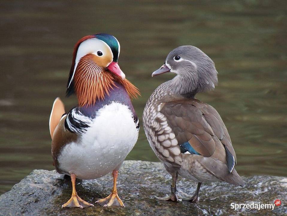 Kaczka mandarynka świętokrzyskie Łoniów sprzedam