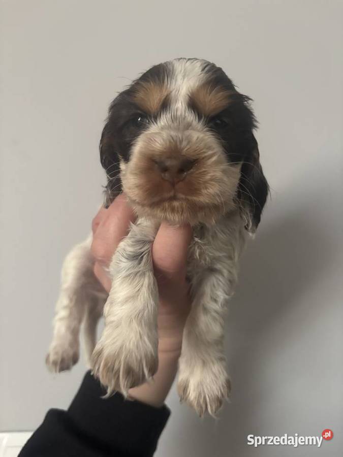Cocker Spaniel Angielski piękne umaszczenia Gdów sprzedam