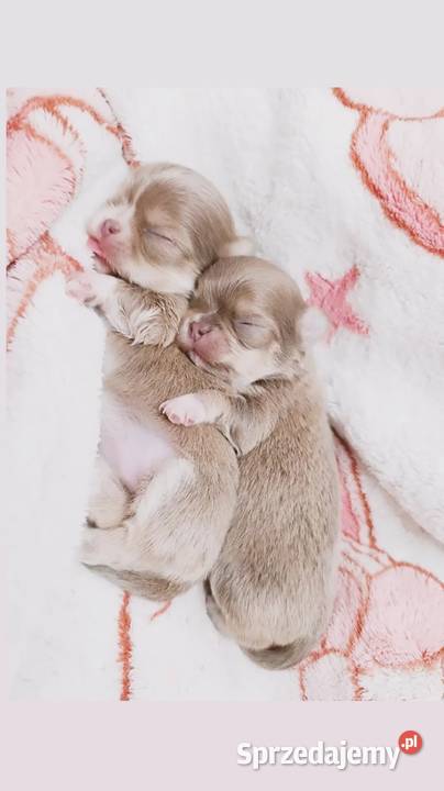 Chihuahua długowłosa mazowieckie Warszawa