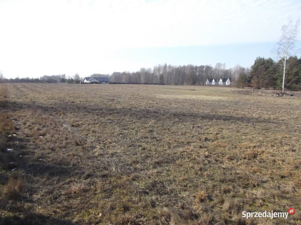 Budowlana ponad 2ha Sierzchów gmina Góra sprzedam