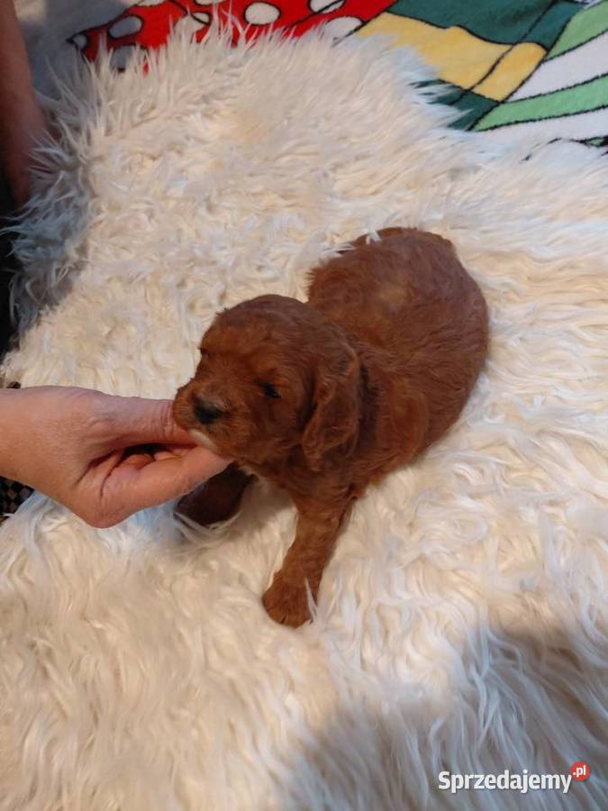 Cavapoo piesek red do rezerwacji Wyszków