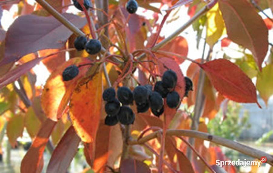 KALINA KANADYJSKA Viburnum lentago NASIONA 130 Lubanie
