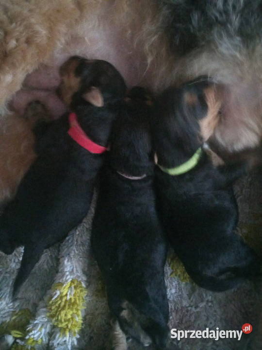 Airedale Terrier szczenięta Lublin sprzedam