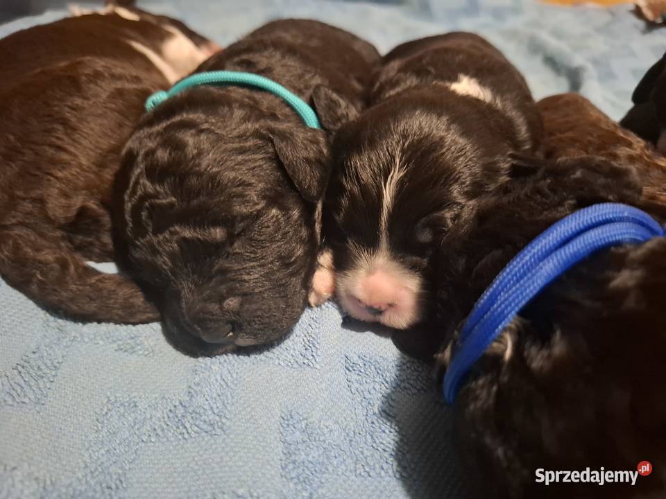 Portugalski pies dowodny szczenięta pieski