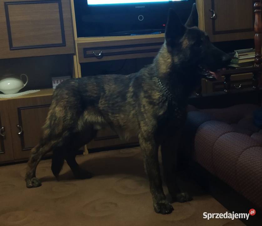 Owczarek Holenderski nie niemiecki 9 miesięczny Żerków