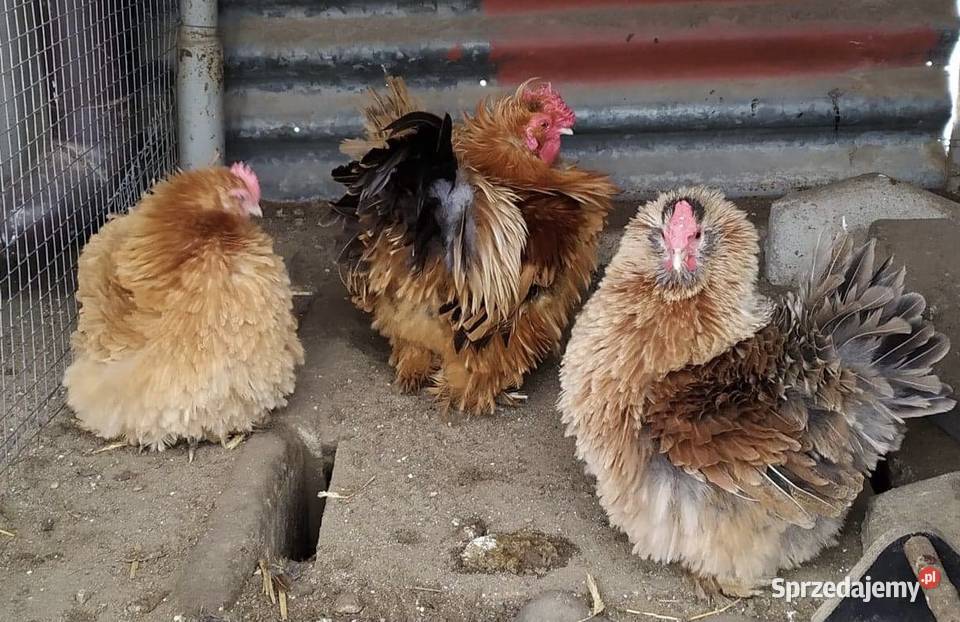 jaja lęgowe kur ozdobnych sprzedam