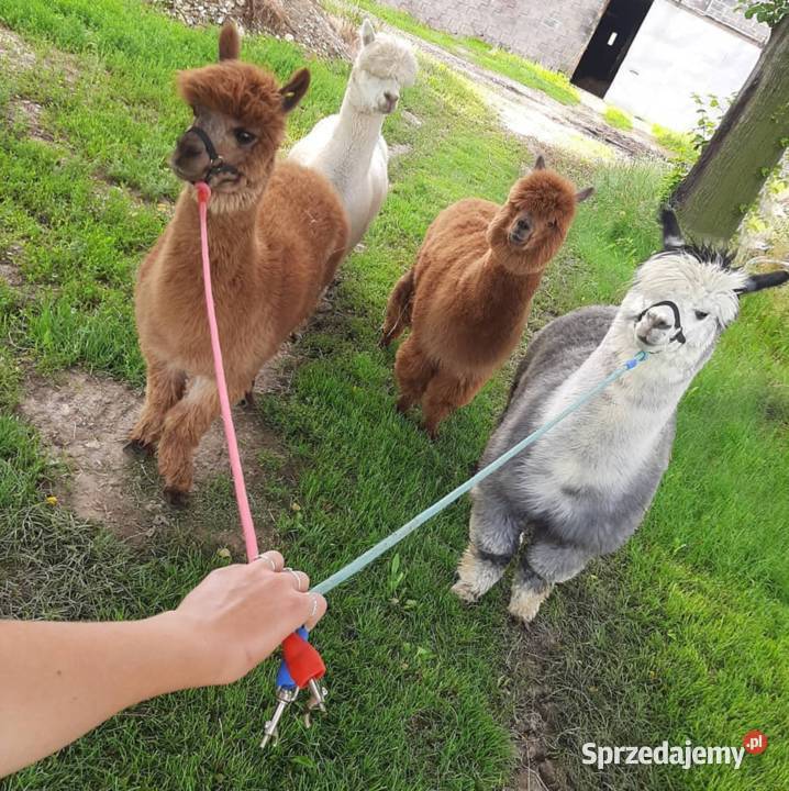 Spacer z alpakami Wolbrom