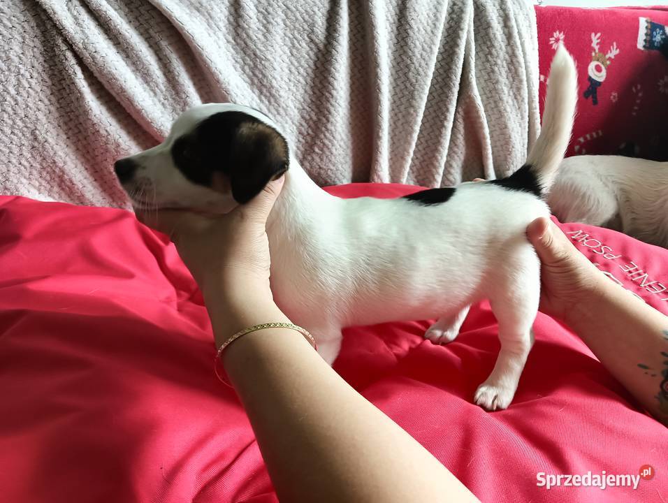Jack russell terrier ostatnia sunia Zwierzęta śląskie Częstochowa
