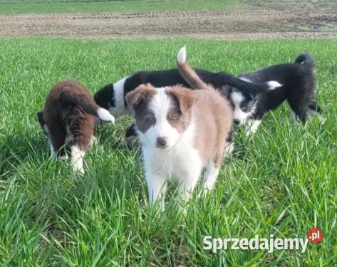 Szczeniaki Border Collie pomorskie Jagatowo
