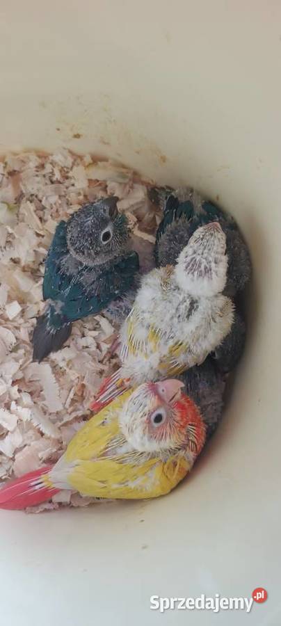 Papugi rudosterki ręcznie karmione Tychy