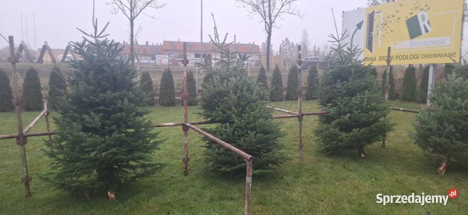 Jodla kaukaska choinki świerk doniczka Pozostałe pomorskie Kościerska Huta sprzedam