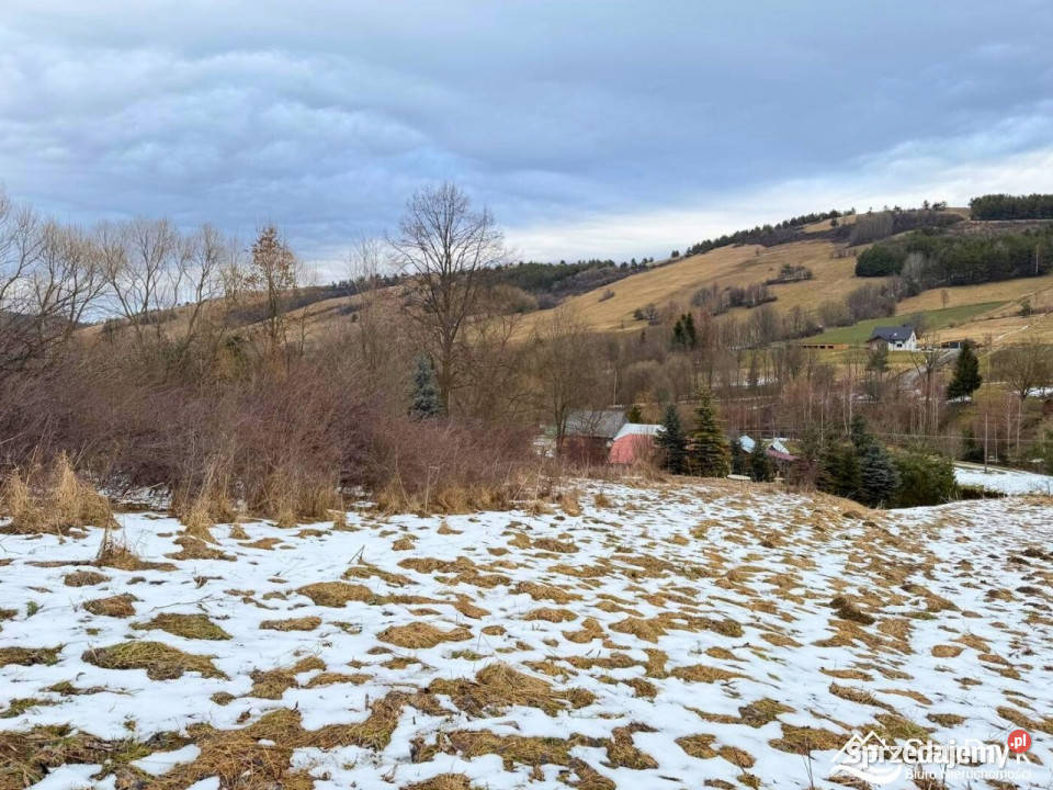 Grunt Turzańsk 2404m2 szambo