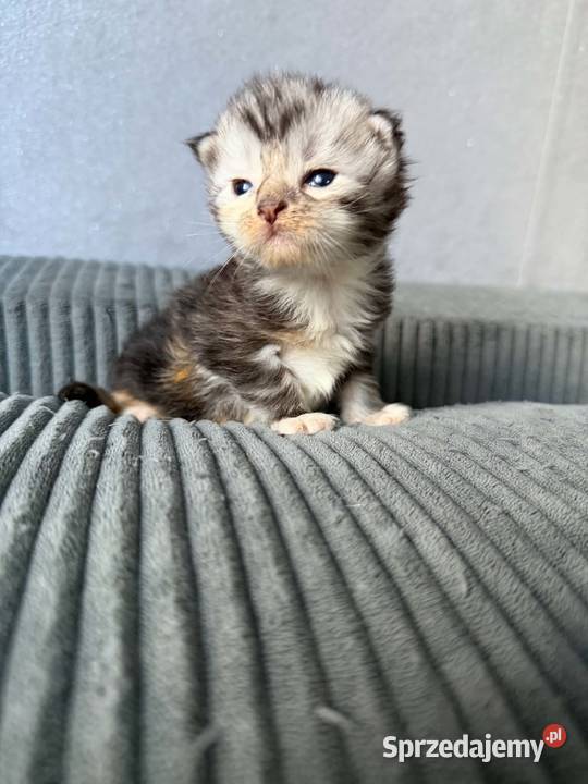 Maine Coon Starogard Gdański