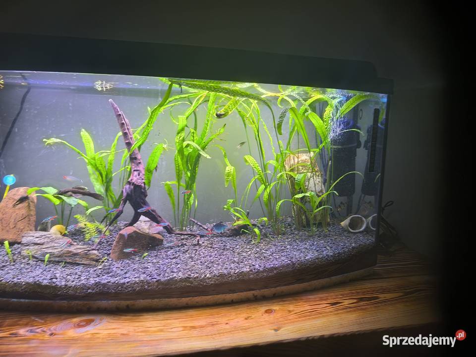 Akwarium 100 l Ryby