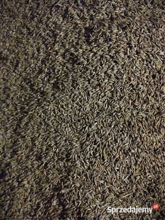 Sprzedam owies tegoroczny Zboża podkarpackie