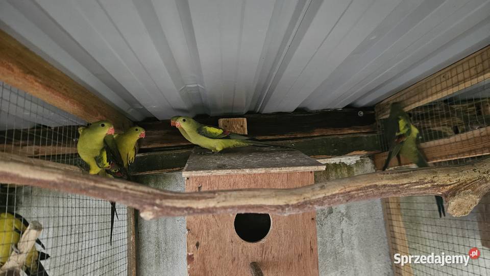Sprzedam papugi Bergi górskie Buk sprzedam