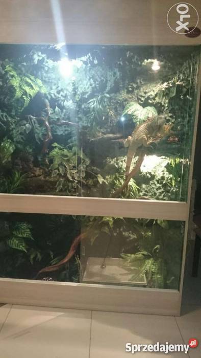 Terrarium z legwanem zielonym odmiana red Nysa