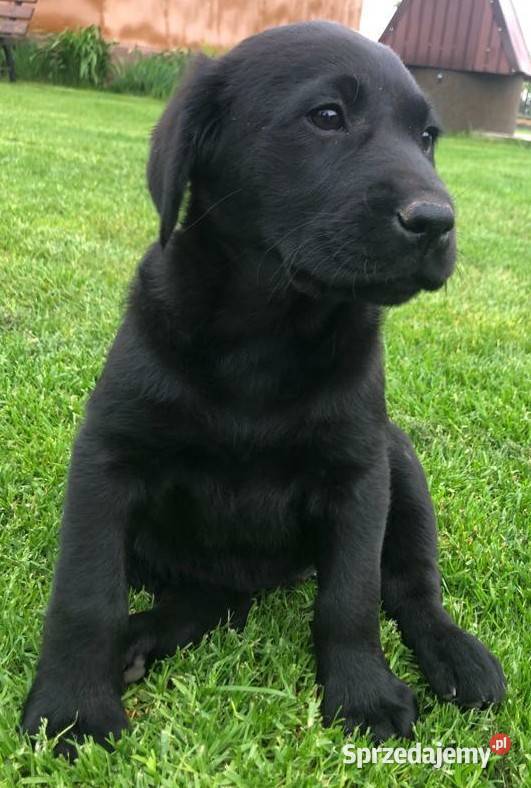 Szczeniaki labradora biszkoptowe i czarne Radom