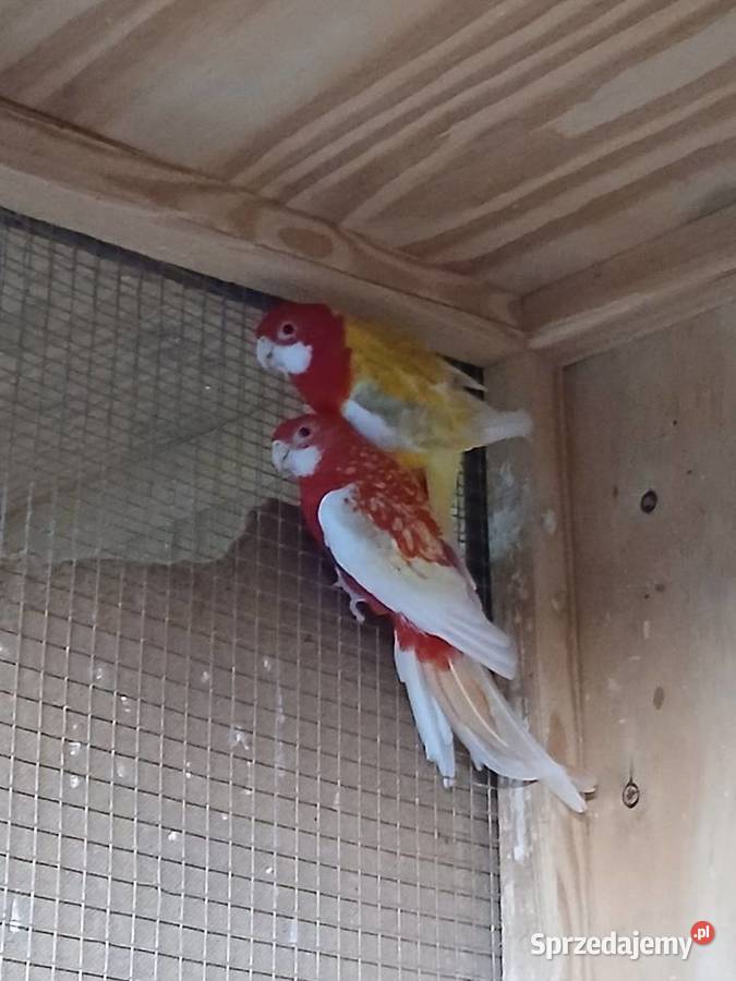 Sprzedam papugi aleksandretty patagonki rozelle sprzedam