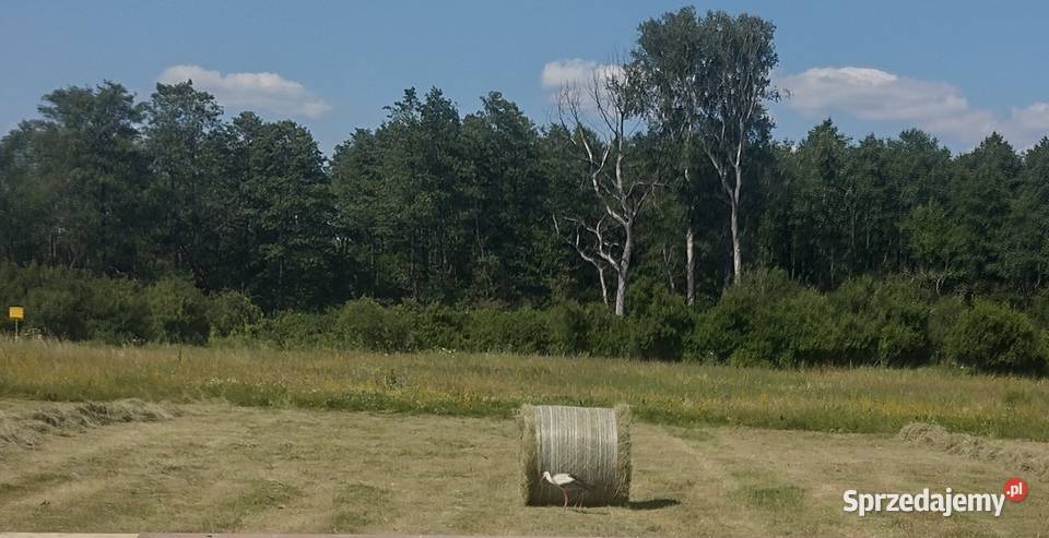 Siano świeże pogodne 2022 Dubienka