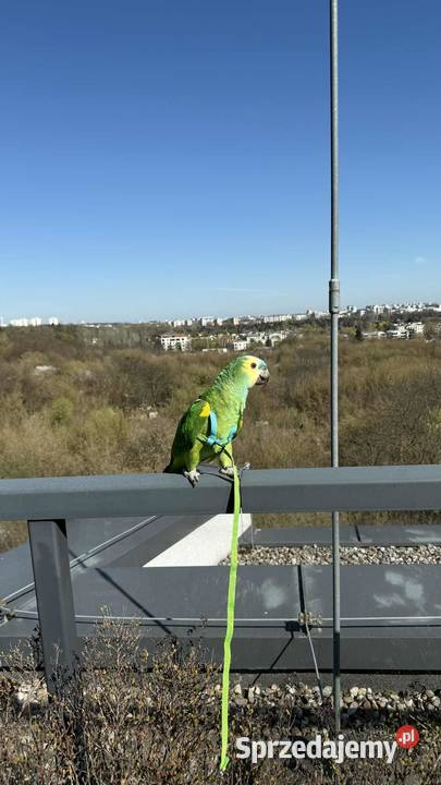 Sprzedam amazonkę niebieskoczeloną z klatką i Warszawa