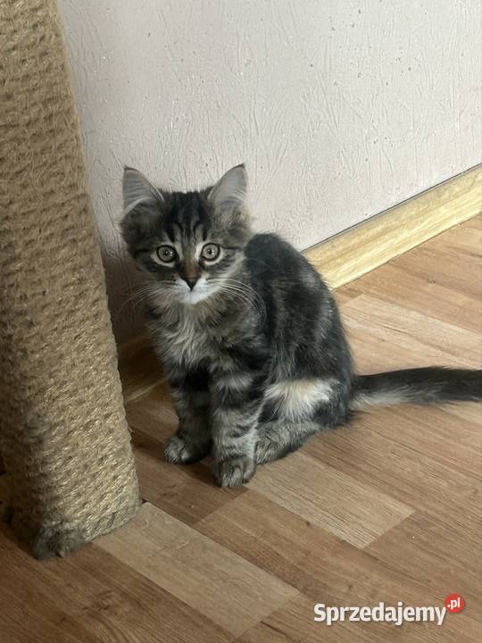 Kocurek Syberyjski gotowy do zmiany domu Rybnik