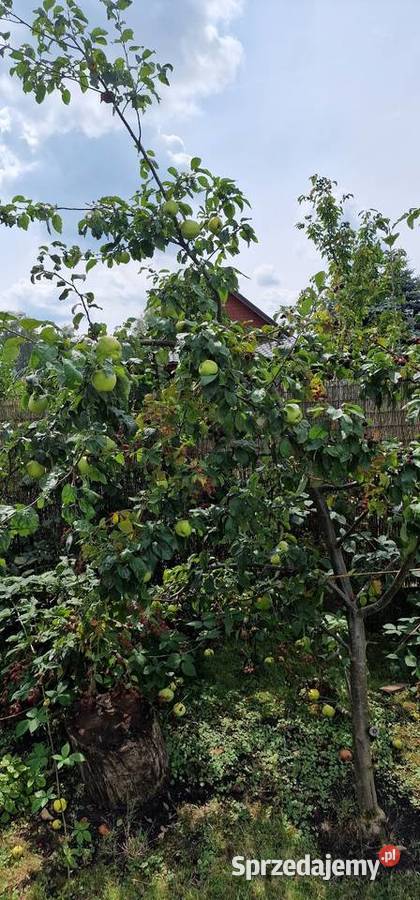 Sprzedam działkę rekreacyjna ROD stare stawy sprzedam