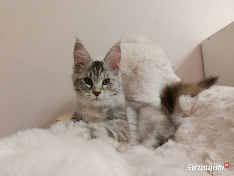 Srebrna Tygryska Maine coon Wrocław